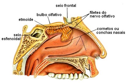 Cavidade nasal interna.