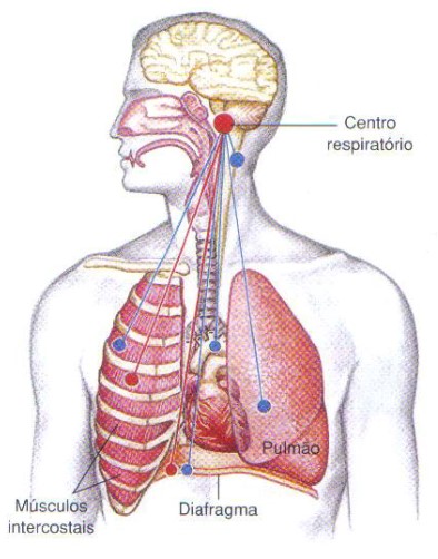 Centro respiratório no bulbo.