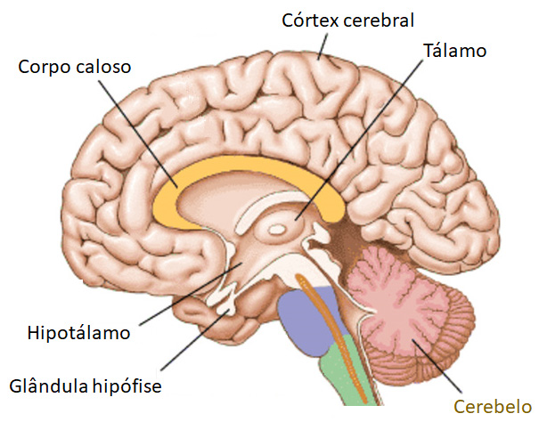 Cerebelo.