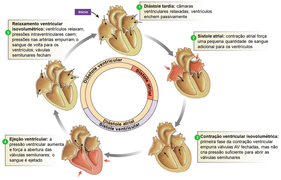 Ciclo cardíaco.