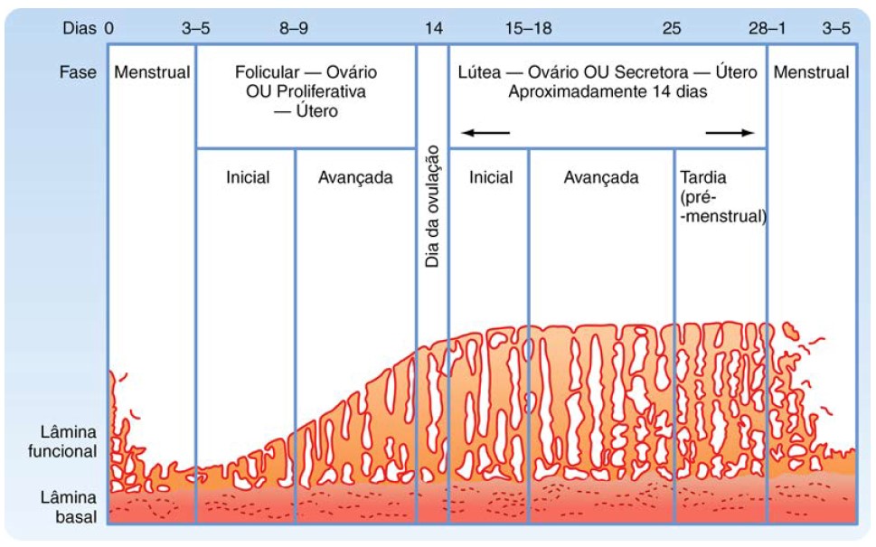 Ciclo menstrual.