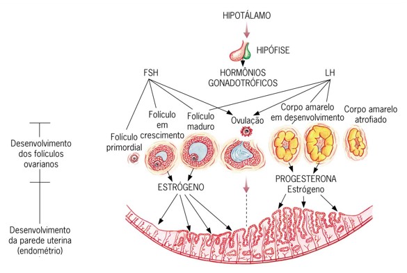 Ciclo reprodutivo feminino.