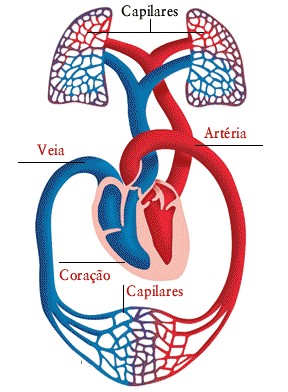 Coração: circuitos pulmonar e sistêmico.