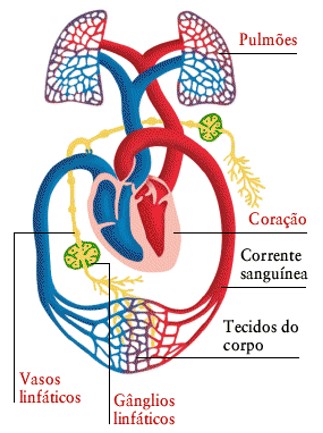 Circulação linfática e sanguínea.