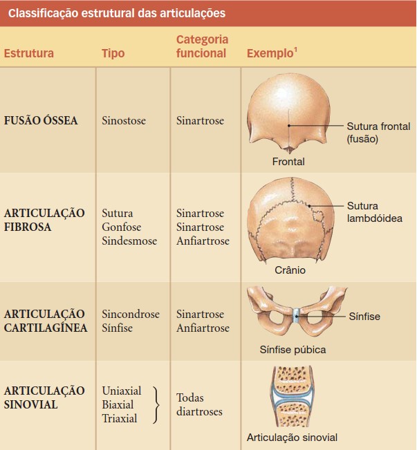 Classificação estrutural das articulações.