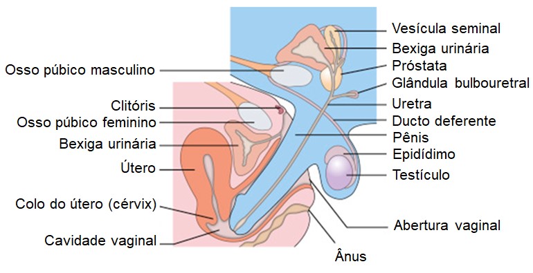 Representação do pênis ereto inserido na vagina durante o coito vaginal.