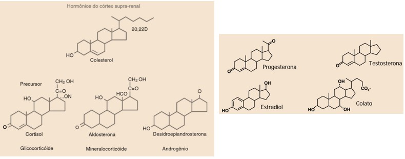 Colesterol e esteroides derivados.