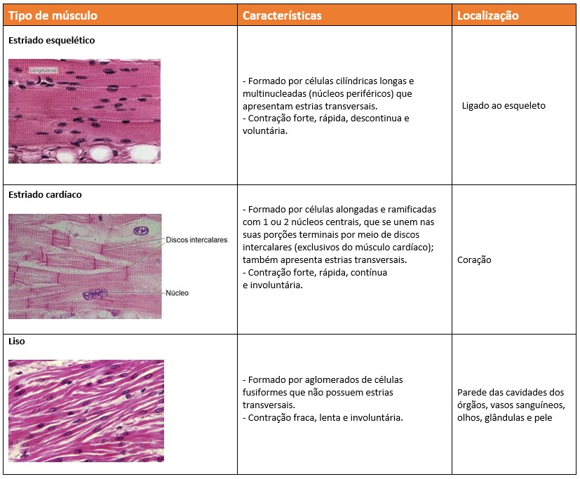 Comparação entre os tipos de músculos.