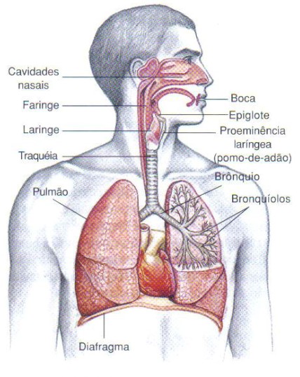 Sistema respiratório.