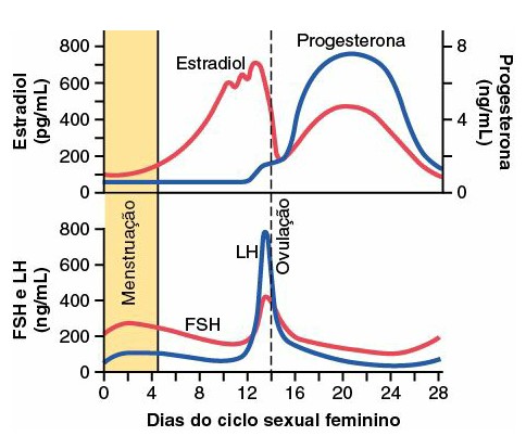 Concentrações plasmáticas hormonais no ciclo menstrual.