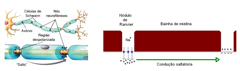 Impulso nervoso: condução saltatória.