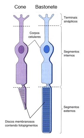 Cones e bastonetes.