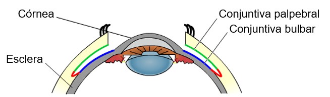 Conjuntiva.
