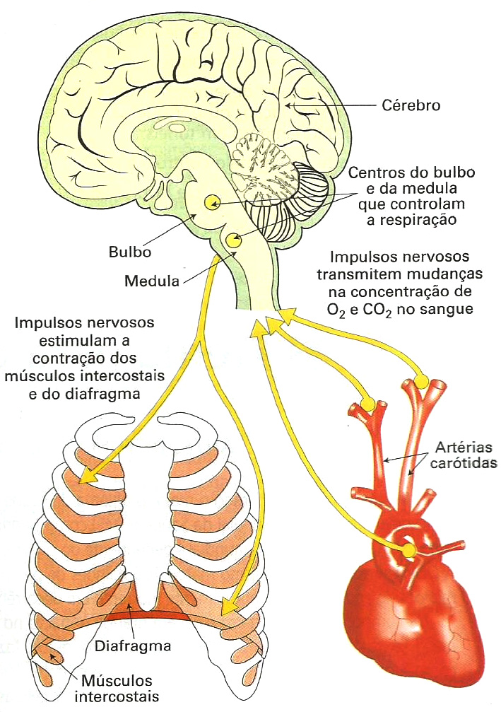 Controle da respiração.