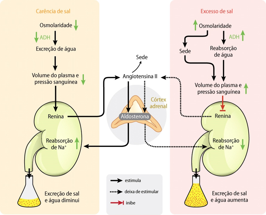 Controle endócrino do equilíbrio hidroeletrolítico: SRAA e ADH.