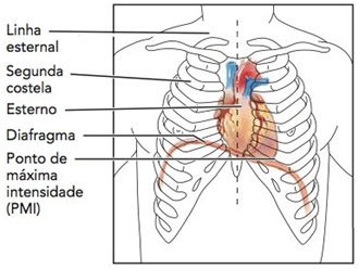 Coração: localização no mediastino