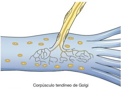 Corpúsculo tendíneo de Golgi.