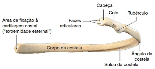 Costela: estrutura.