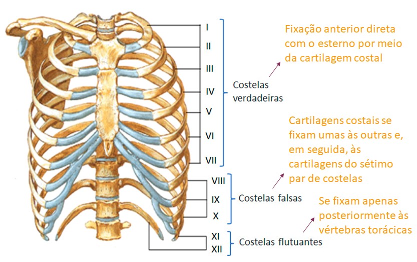 Costelas.