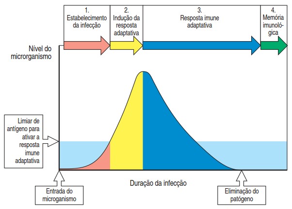 Curso de uma típica infecção aguda que é eliminada por reação imune adaptativa.