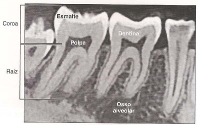 Estrutura dos dentes: corte vertical.