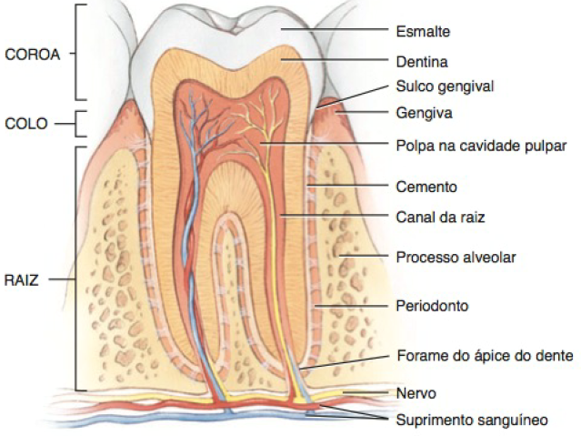 Estrutura dos dentes.