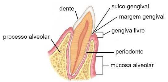 Dentes: localização.