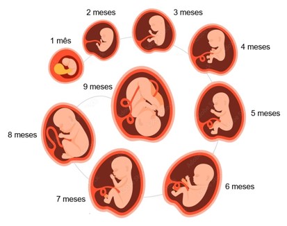 Desenvolvimento e crescimento durante os 9 meses de gestação.