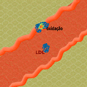 LDL oxidado.