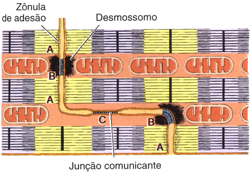 discos intercalares: junções.