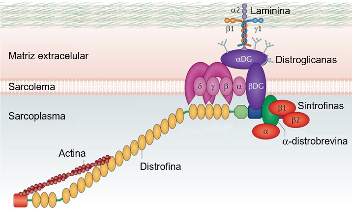 Distrofina.