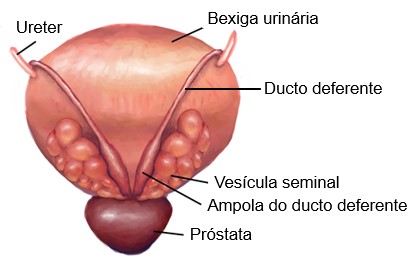 Ducto deferente.