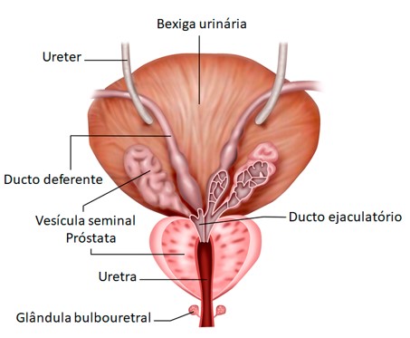 Ducto ejaculatório.