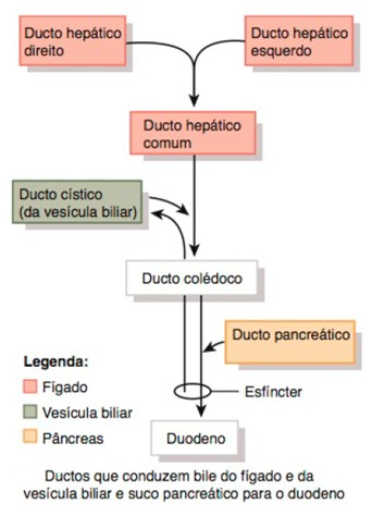 Ductos biliar e pancreático.