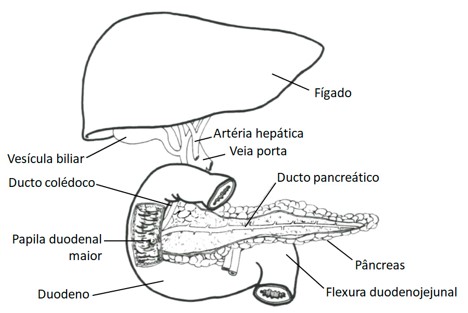 Duodeno.