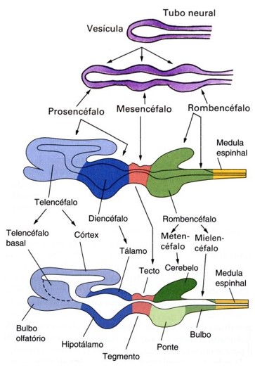 Embriogênese do sistema nervoso.