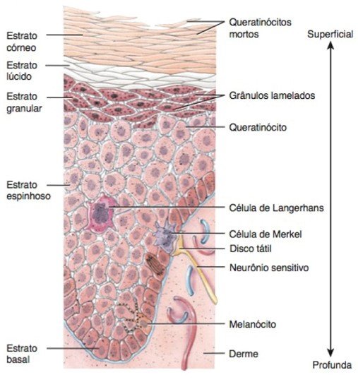 Estratos ou camadas da epiderme (pele grossa).