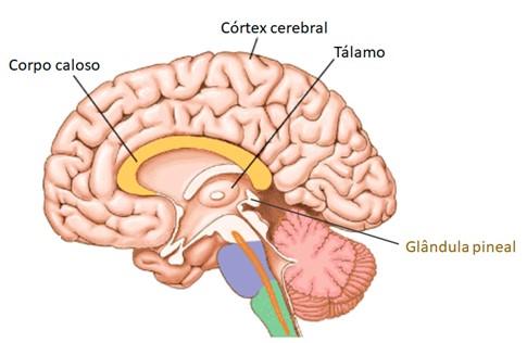 Epitálamo.