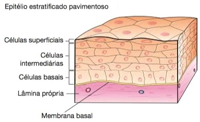 Epitélio estratificado pavimentoso não queratinizado.