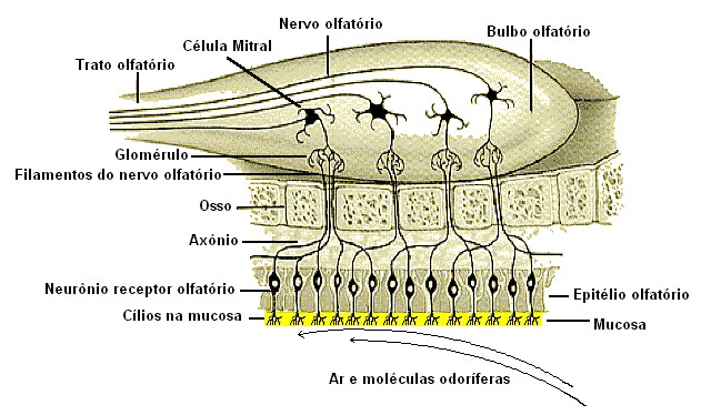 Mucosa amarela.