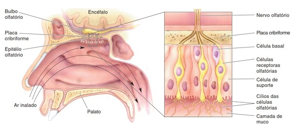 Epitélio olfativo.