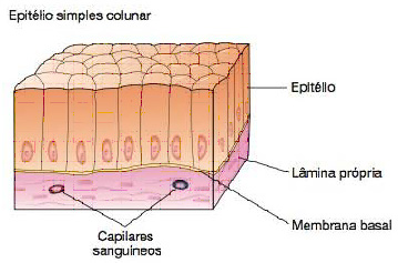 Epitélio simples colunar.