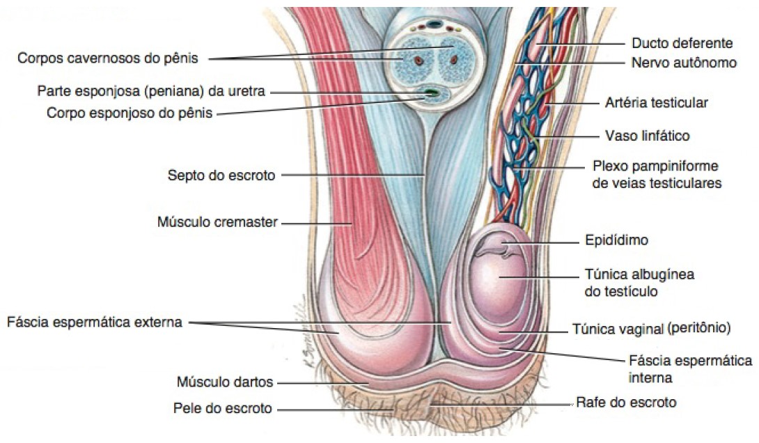 Escroto: vista interna.