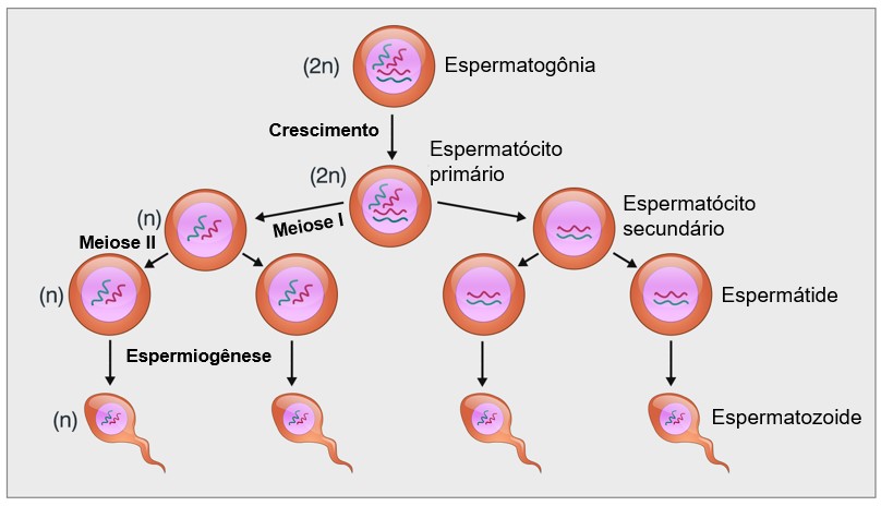 Espermatogênese.