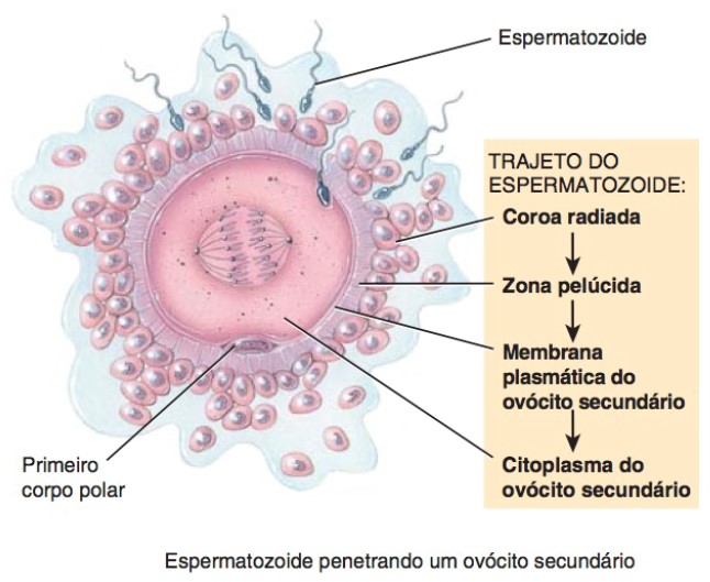 Espermatozoide penetrando no ovócito secundário.