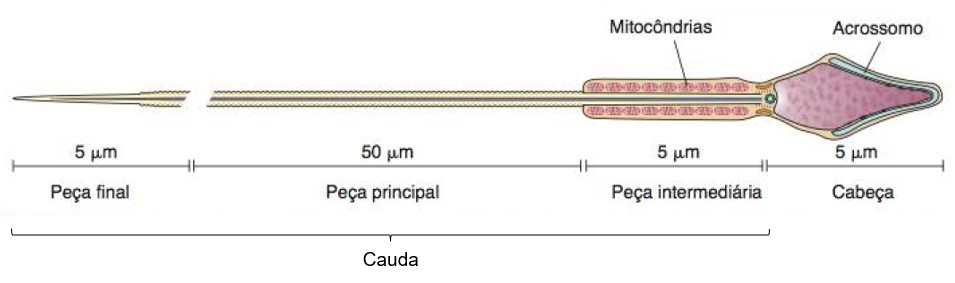 Espermatozoide: estrutura.