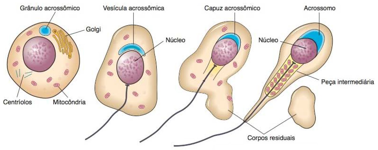 Espermiogênese.
