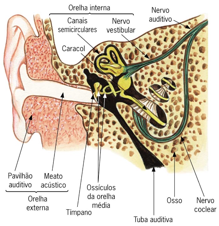 Anatomia da orelha humana.