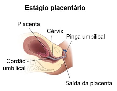 Estágio placentário.