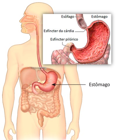 Estômago: localização anatômica.